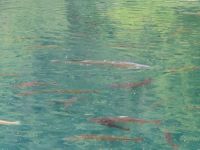 292 Kahnfahrt auf dem Blausee - Forellen und Stör