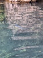 299 Kahnfahrt auf dem Blausee - versteinerte Bäume