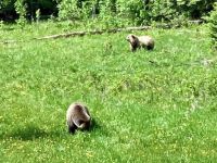 Mama Grizzly und ihr Cub im Hintergrund