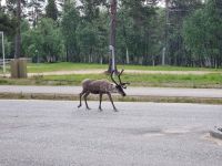Saariselkä - Rentier-Spaziergang durch denOrt...