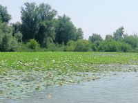 Lotusblüte in Mantua
