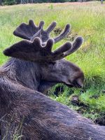 Schweden Rad 2024: Im Elchpark - mächtig, gewaltig!