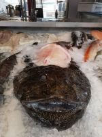 Blick eines Anglerfisches