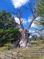 Schweden Rad 2024:  1.000 jährige Eiche