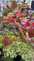 Blumenmarkt in Amerfoort