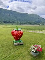 Tag 5 - Erdbeeren aus dem Valldal
