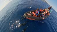 Whale Watching Tour