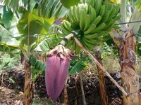 Bananenstaude mit Blüte