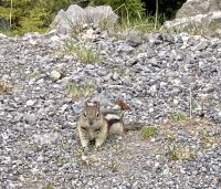 Streifenhörnchen, Sulphur Mountain
