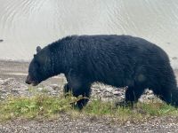 Schwarzbär