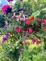 Butchart Gardens, Victoria