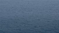 Wildtierbeobachtung, Holland America Line