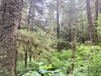 Tongass Rainforest, Ketchikan