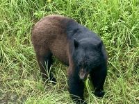 Schwarzbär, Tongass Rainforest, Ketchikan