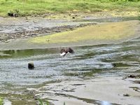 Weißkopfseeadler, Tongass Rainforest, Ketchikan
