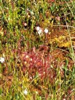 Lahemaa NP Moor Viru Rabu- Sonnentau