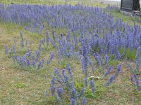 Rundfahrt: Farö: Helgumannen: blaue Natterköpfe