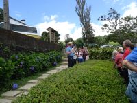 Cha Gorreana - Teeplantage