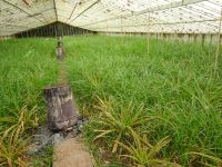 ... in den Gewächshäusern...