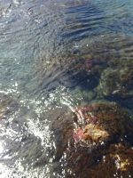 ...steinig, glasklar und mit einem Octopus am Stein