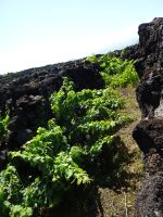 Pico, Weinanbau mit uralter Tradition im UNESCO-Welterbe