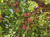 Besuch Weingut -hier wachsen auch Pflaumen(13).jpg