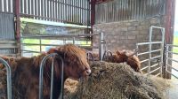 Aberdeenshire Highland Beef