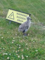 240626 Ft. George 07 Möwenküken