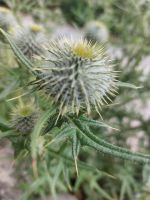 240626 Distel - die schottische Nationalpflanze