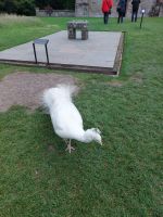 240627 Scone Palace 03 Alexander, der weiße Pfau