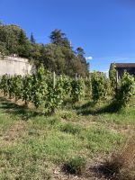 Wein in Avignon 