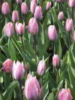 Keukenhof