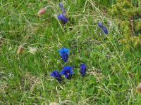 wir haben viele davon entdeckt