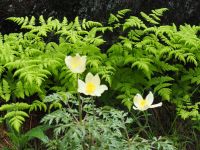 es blüht so viel in dieser Jahreszeit