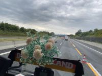 Käfer und Blumen
