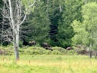 4. Tag – Fahrt durch den Omega-Wildpark – Bisons