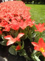Keukenhof