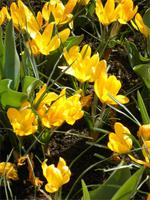 Keukenhof