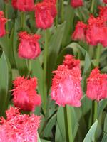 Keukenhof