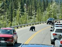 10. Tag – Jasper-Nationalpark – Ein Schwarzbär überquert die Maligne Lake Road