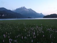 Silsersee, Sils im Engadin, Schweiz
