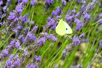 Zitronenfalter am Lavendel