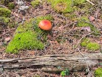 Schweden. Store Mosse Nationalpark