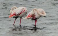 Flamingo-Morgentoilette