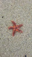 am Strand