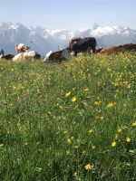 herrlich - Blumen Wiesen, Rindviecher und Schneebedeckte Berge