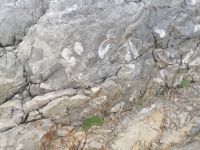 Fosilienreste am Dachstein: ca. 245 - 145 Mio. Jahre alt (Kuhtrittmuscheln)