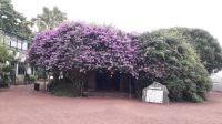 Der Laden (Ananasplantage)
