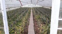 Ananasplantage