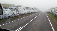 Hortensien im Nebel